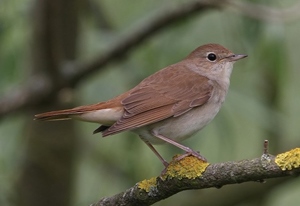Гургалдай (Зулбаран гургалдай)